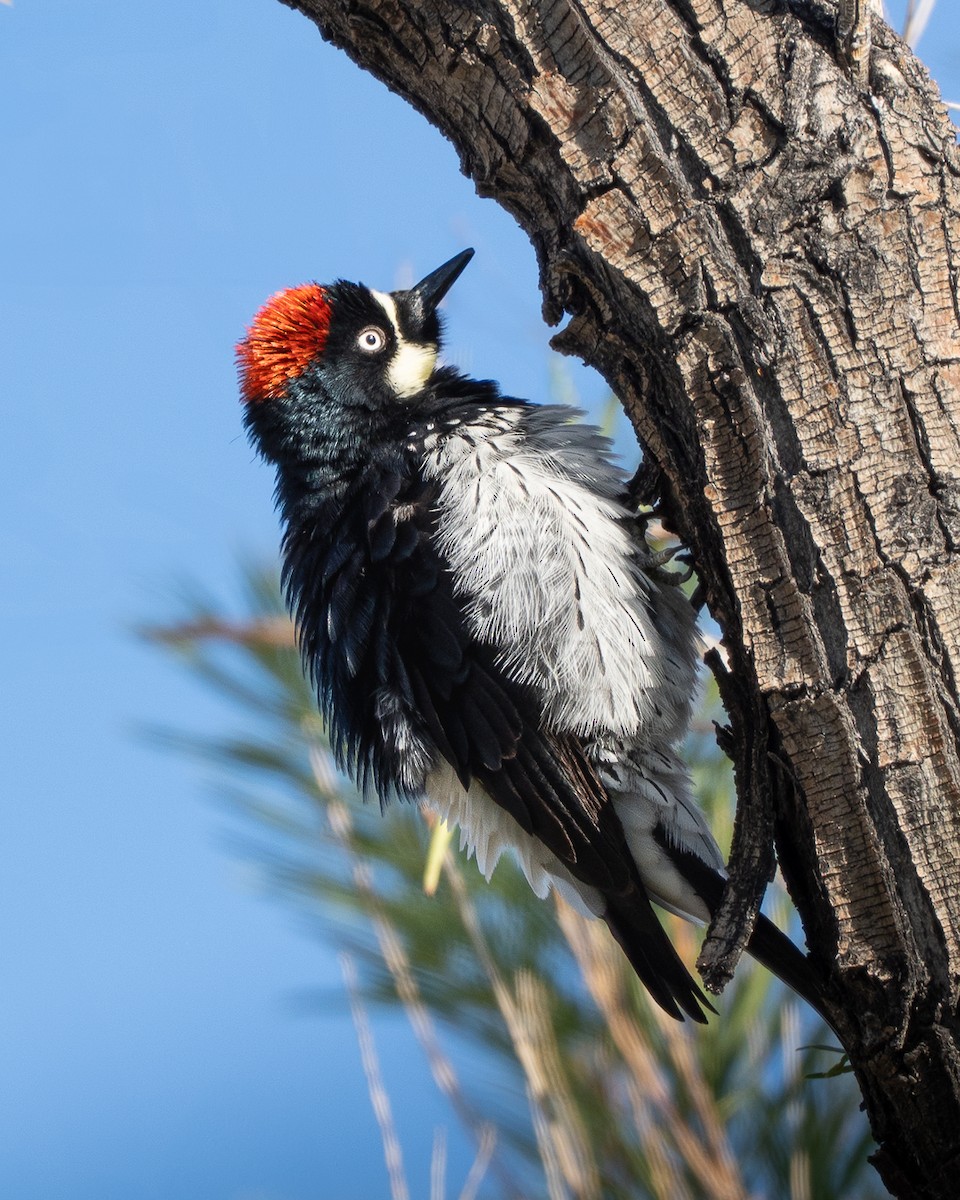 Acorn Woodpecker - ML645813503