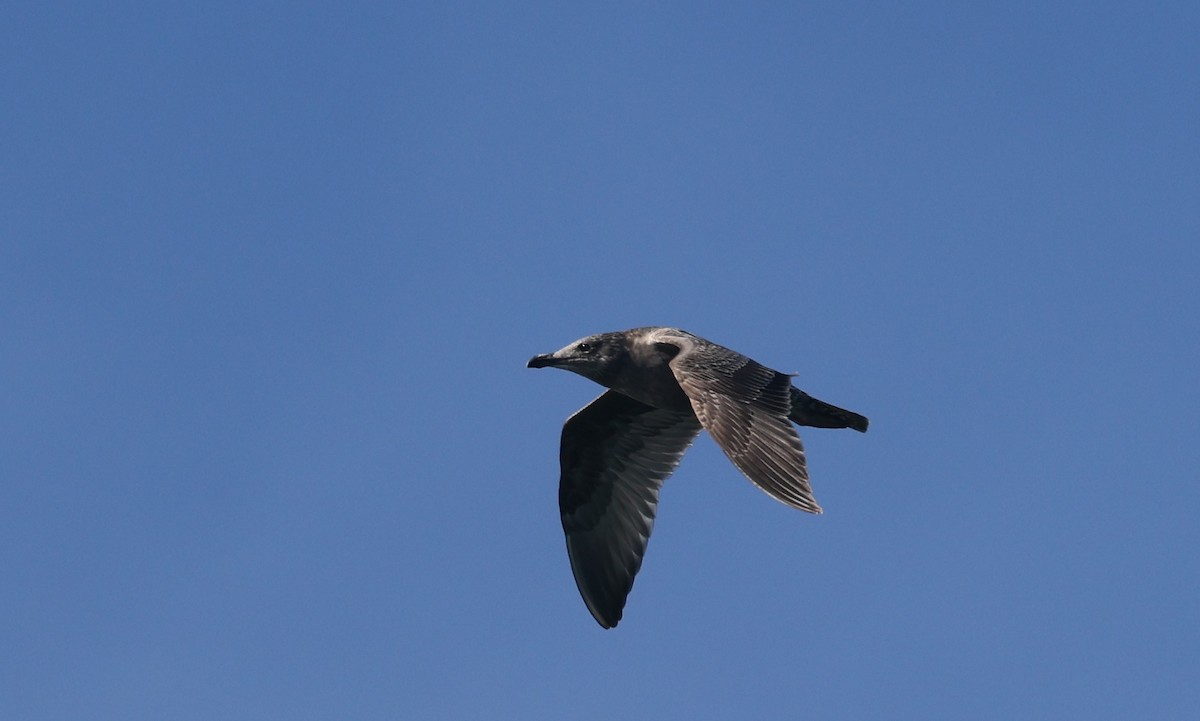 Goéland hudsonien - ML645813505