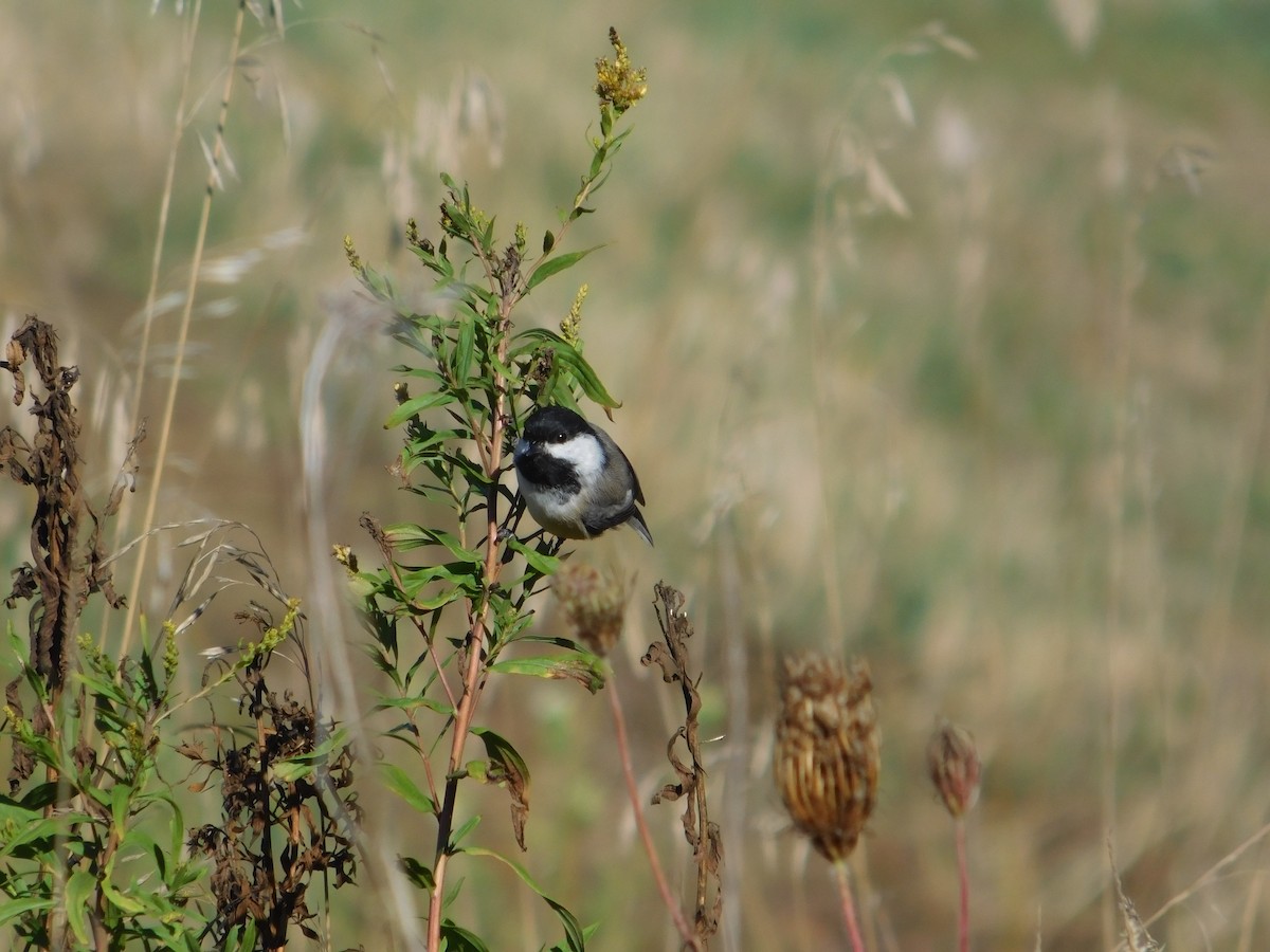 Mésange à tête noire - ML645813507