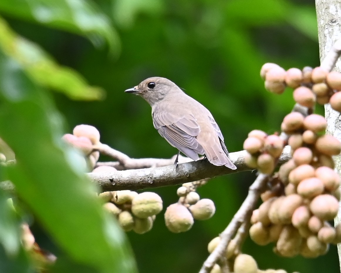 Gobemouche bleu ou G. de Zappey - ML645813508