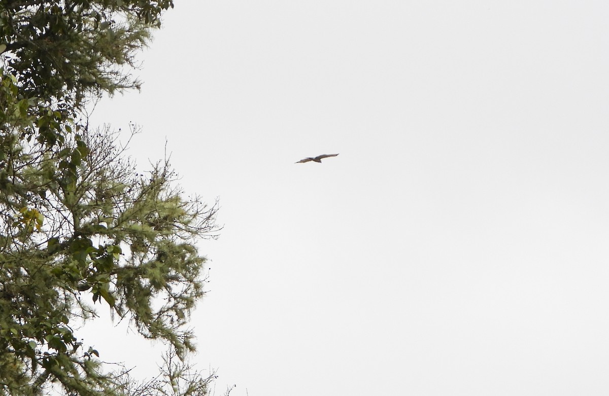 Buse à gros bec - ML645813509