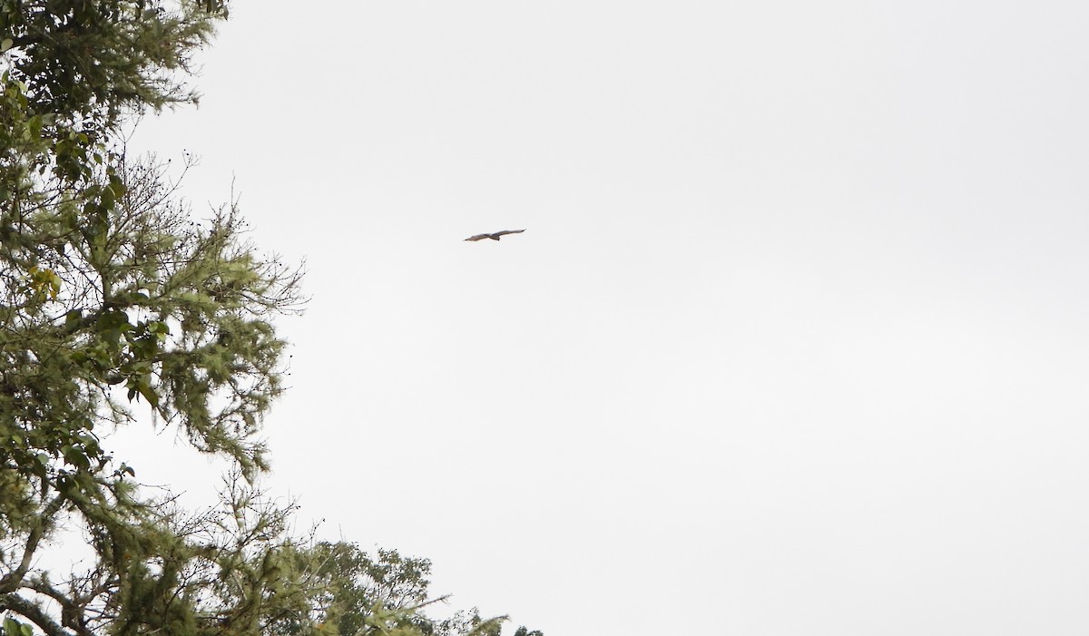 Buse à gros bec - ML645813510