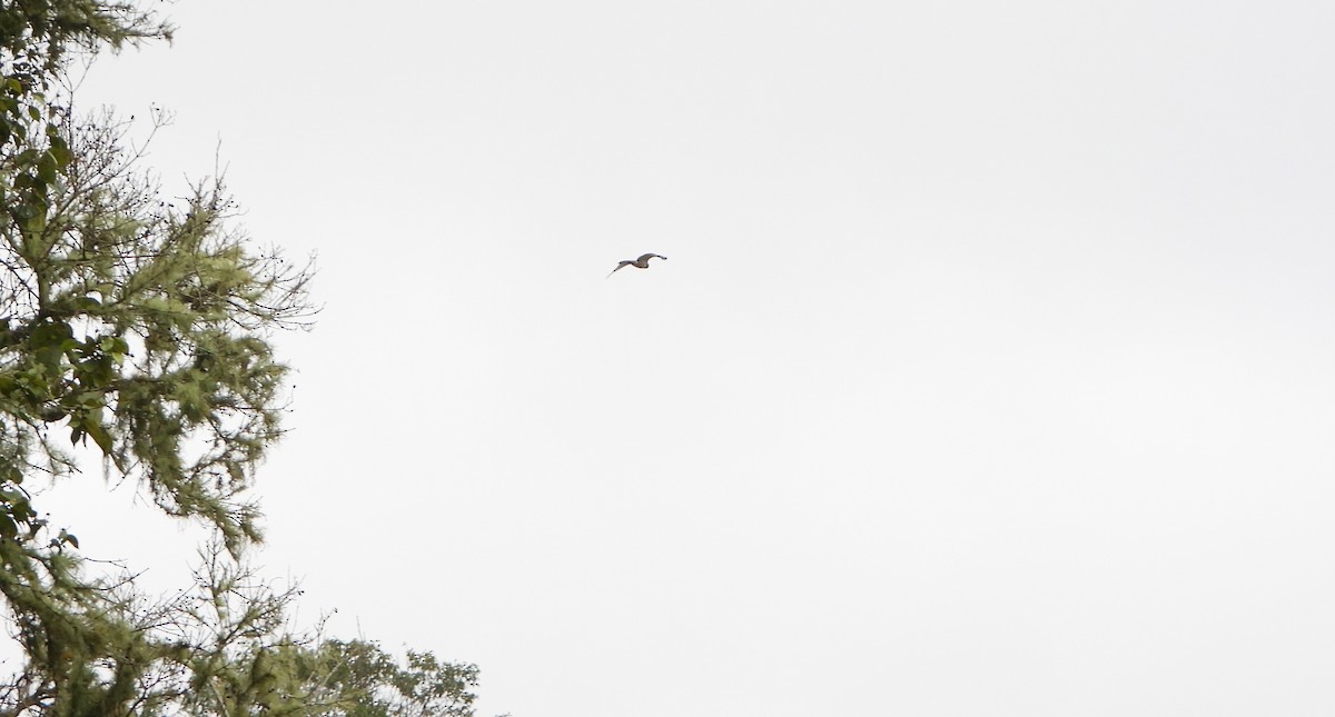 Buse à gros bec - ML645813511