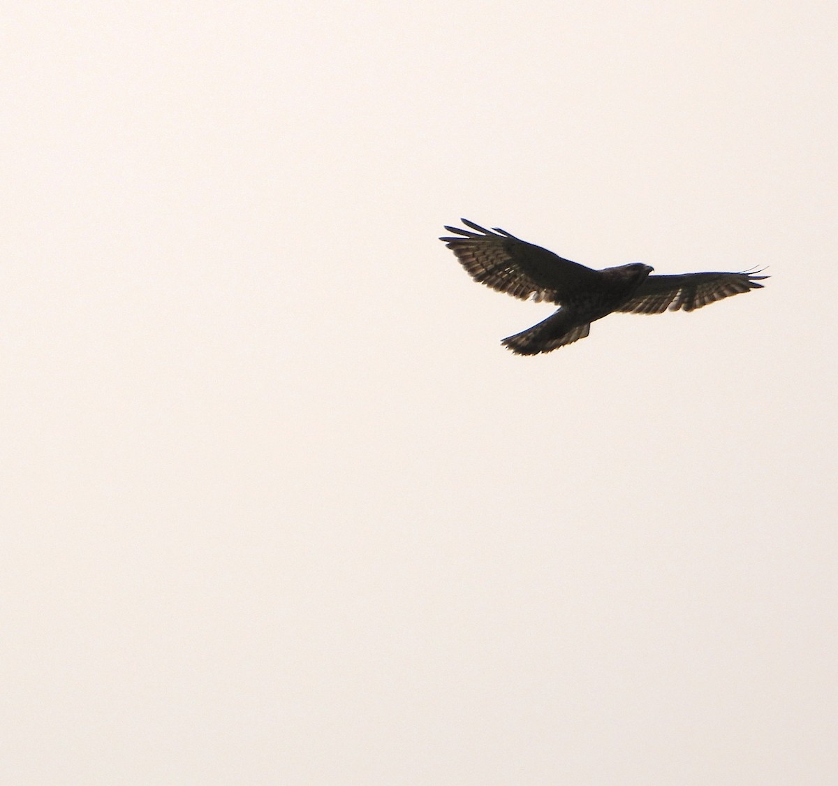 Buse à gros bec - ML645813512