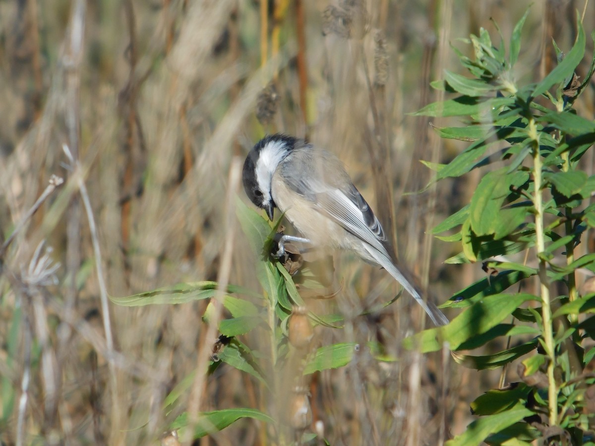 Mésange à tête noire - ML645813515