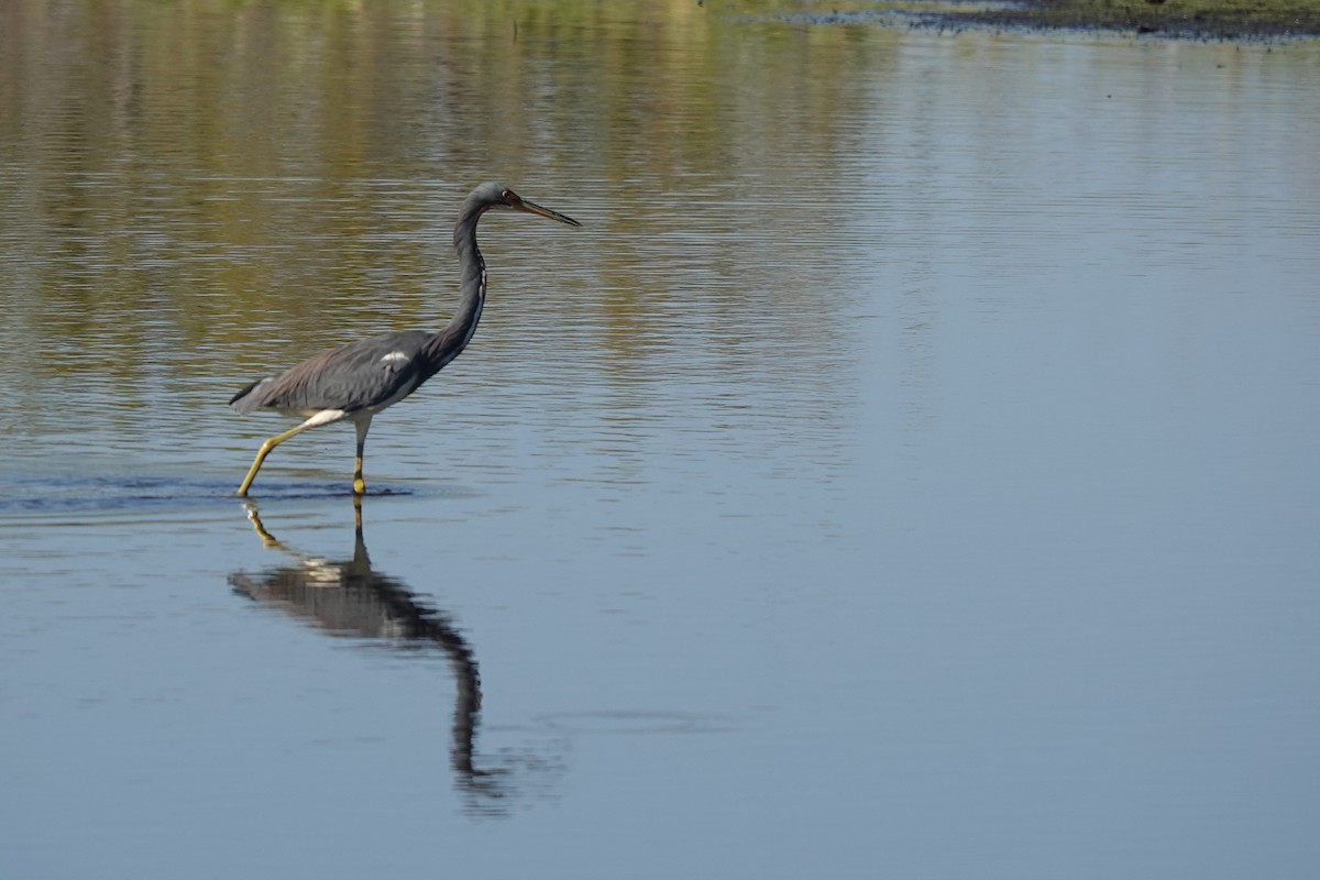 Tricolored Heron - ML645813516