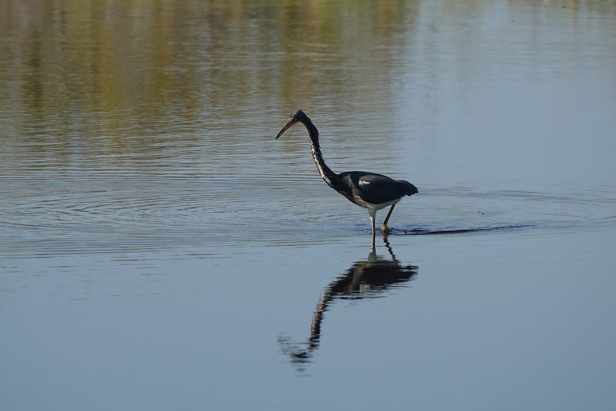 Tricolored Heron - ML645813517