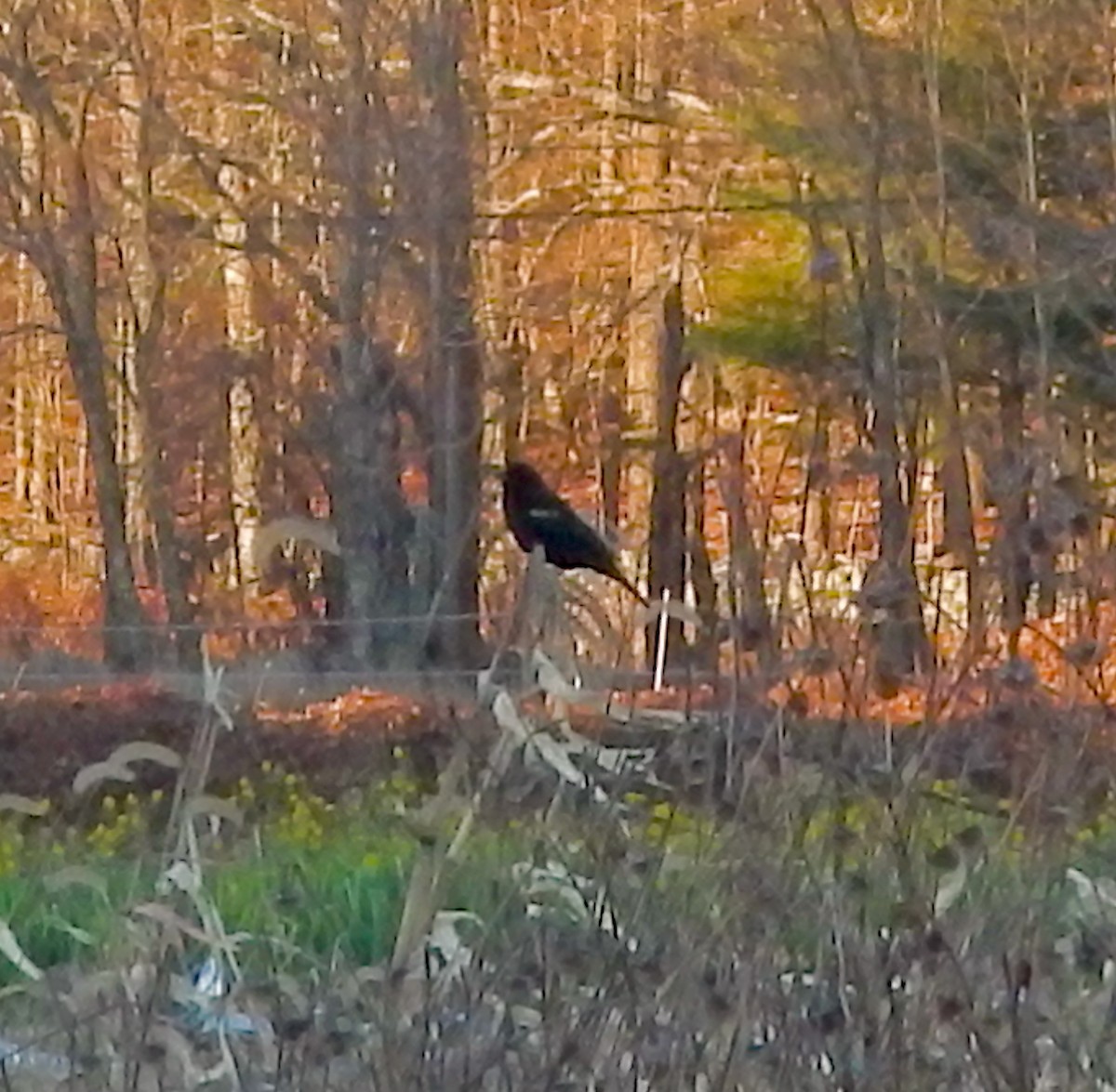 Red-winged Blackbird (Red-winged) - ML645813518