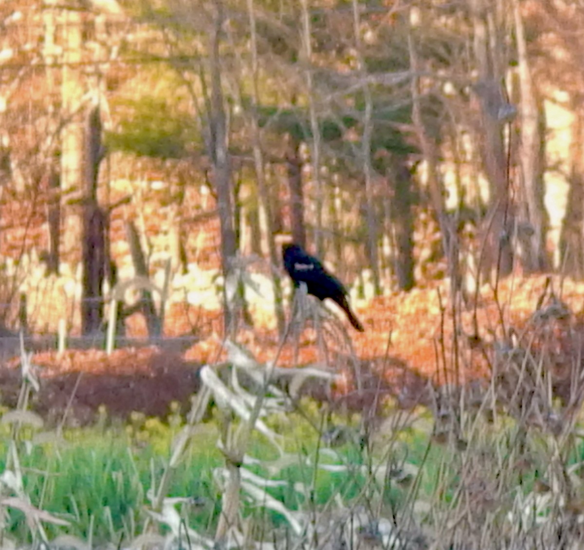 Red-winged Blackbird (Red-winged) - ML645813519
