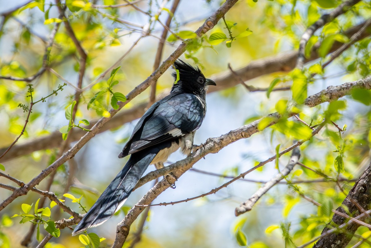 Levaillant's Cuckoo - ML645813530