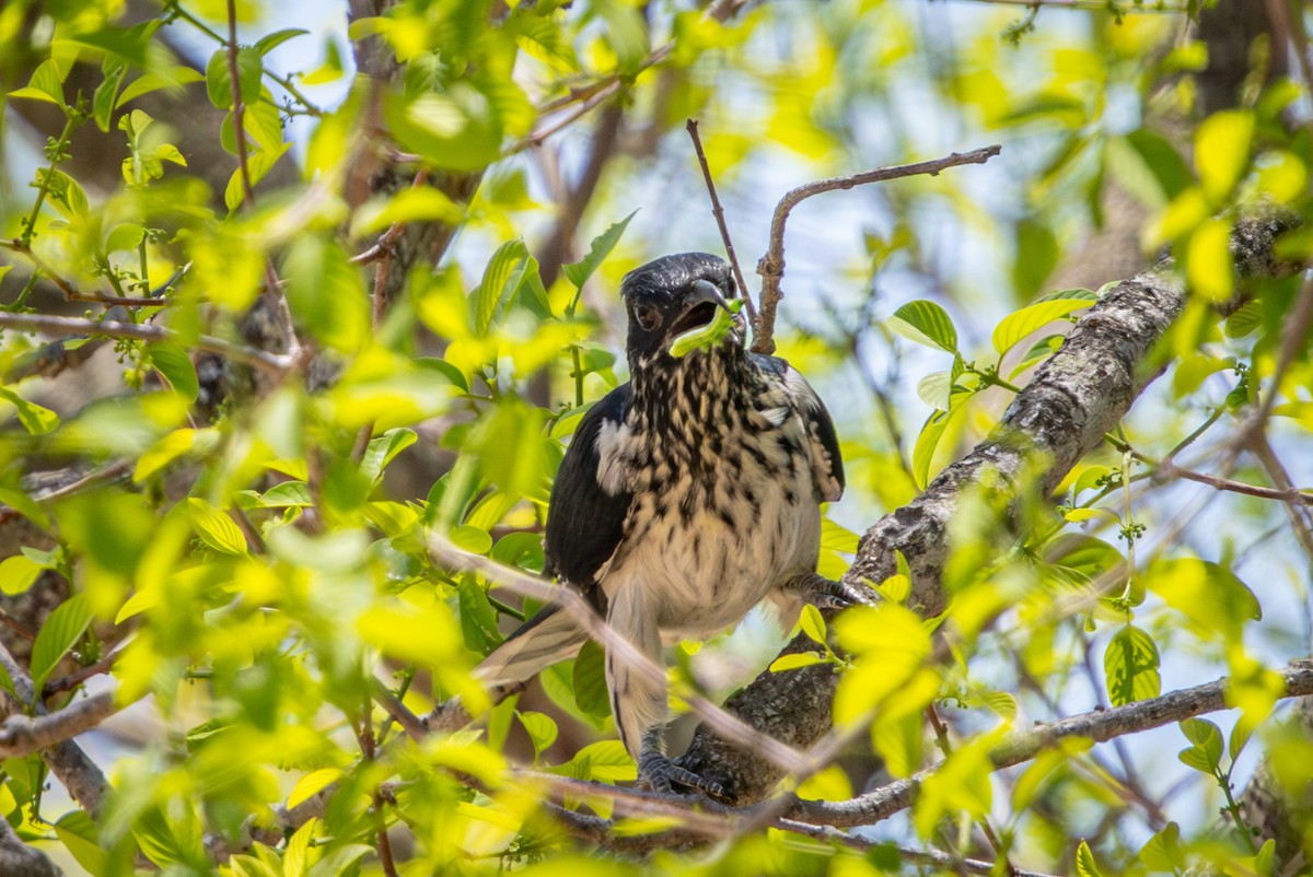 Levaillant's Cuckoo - ML645813531