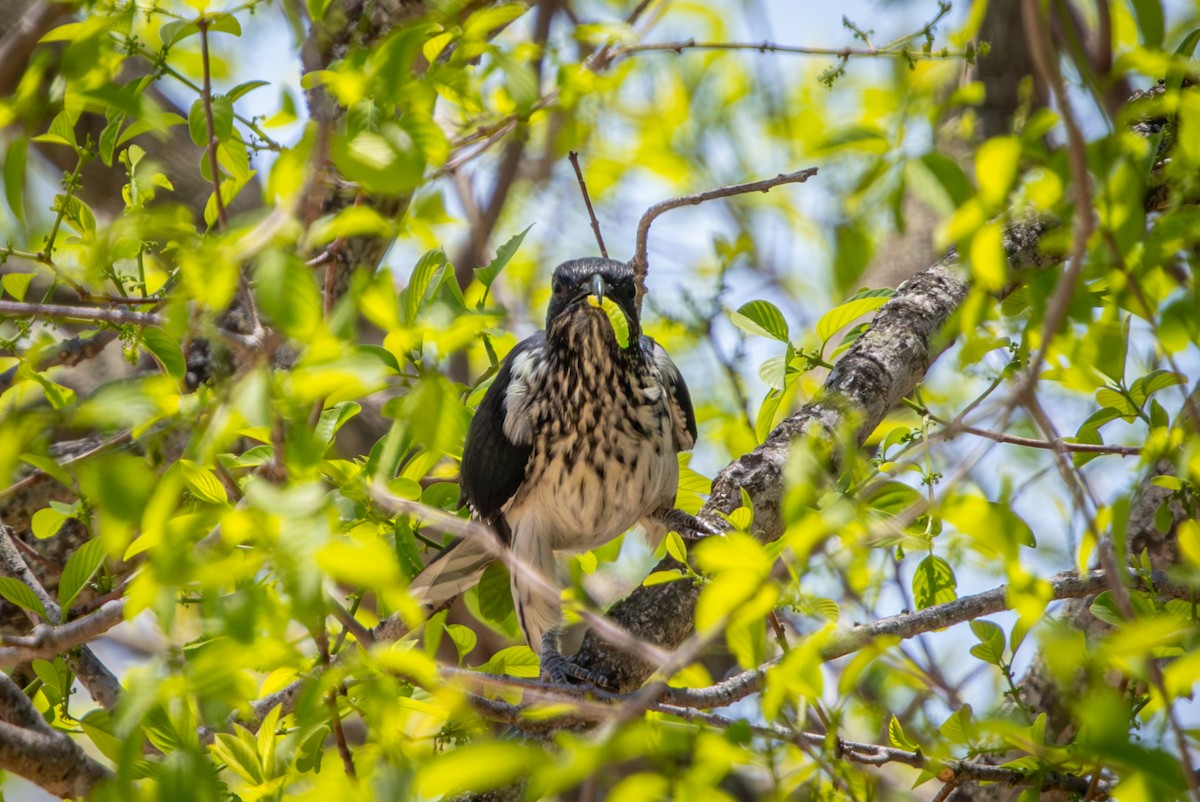 Levaillant's Cuckoo - ML645813532