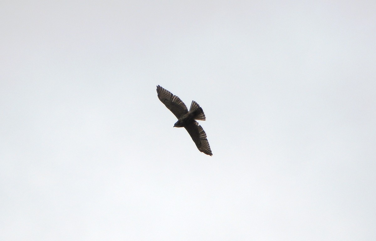 Канюк ширококрилий - ML645813537