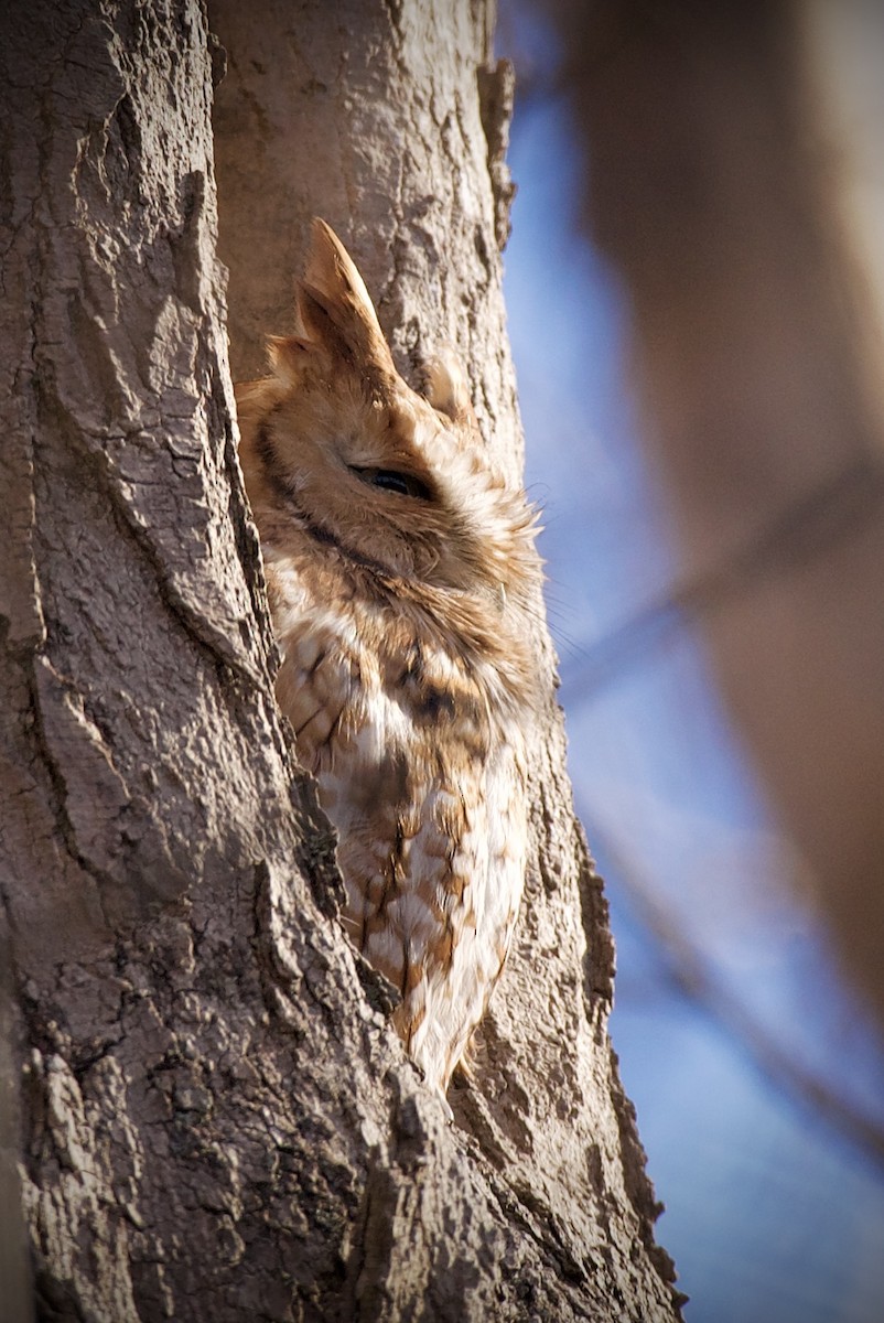 Eastern Screech-Owl - ML645813539