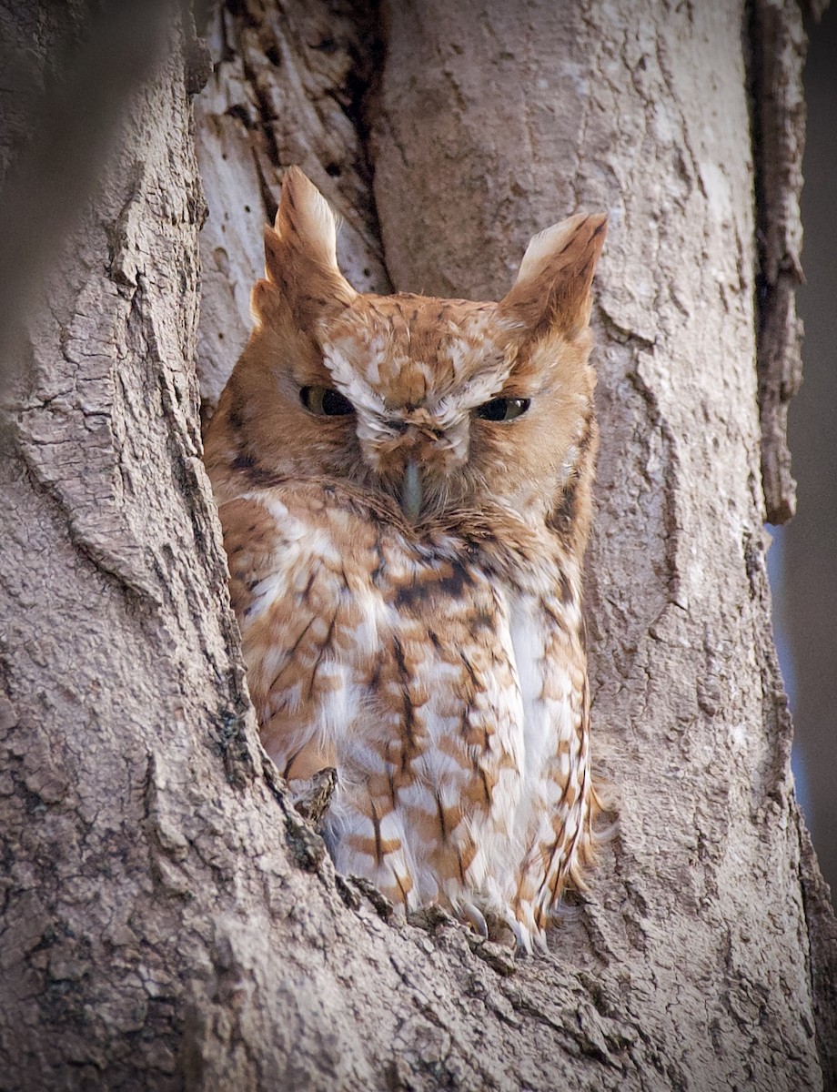 Eastern Screech-Owl - ML645813540