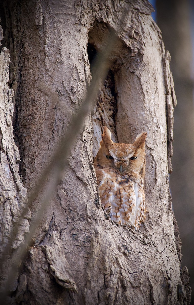 Eastern Screech-Owl - ML645813541