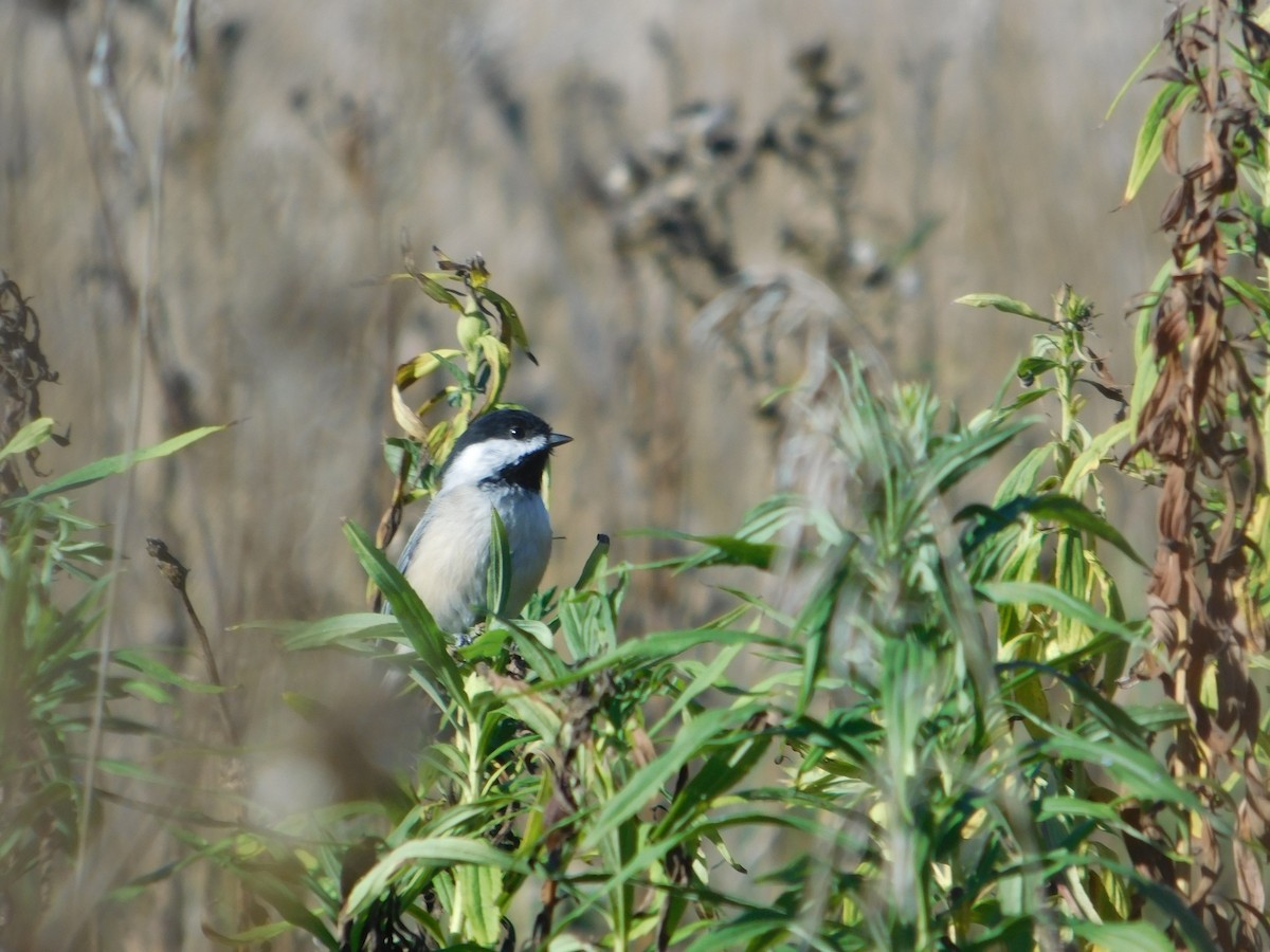 Black-capped Chickadee - ML645813552