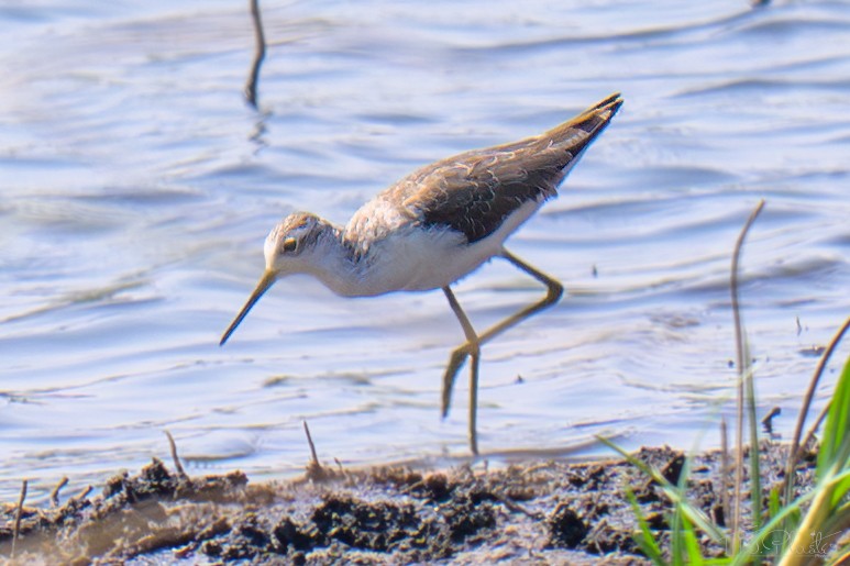 Marsh Sandpiper - ML645813553