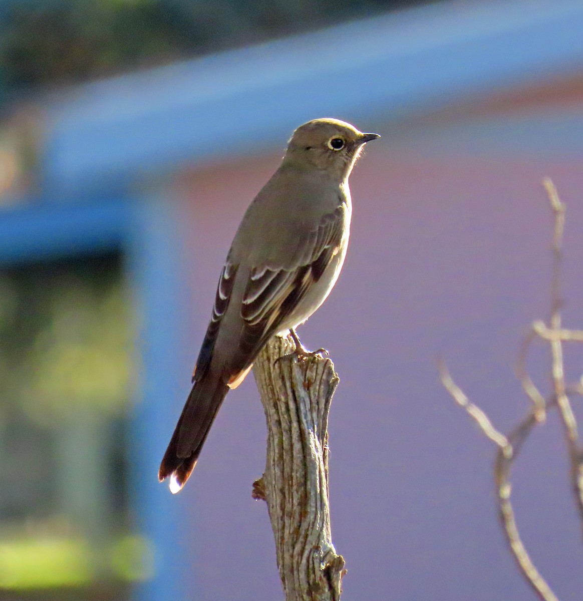Townsend's Solitaire - ML645813554