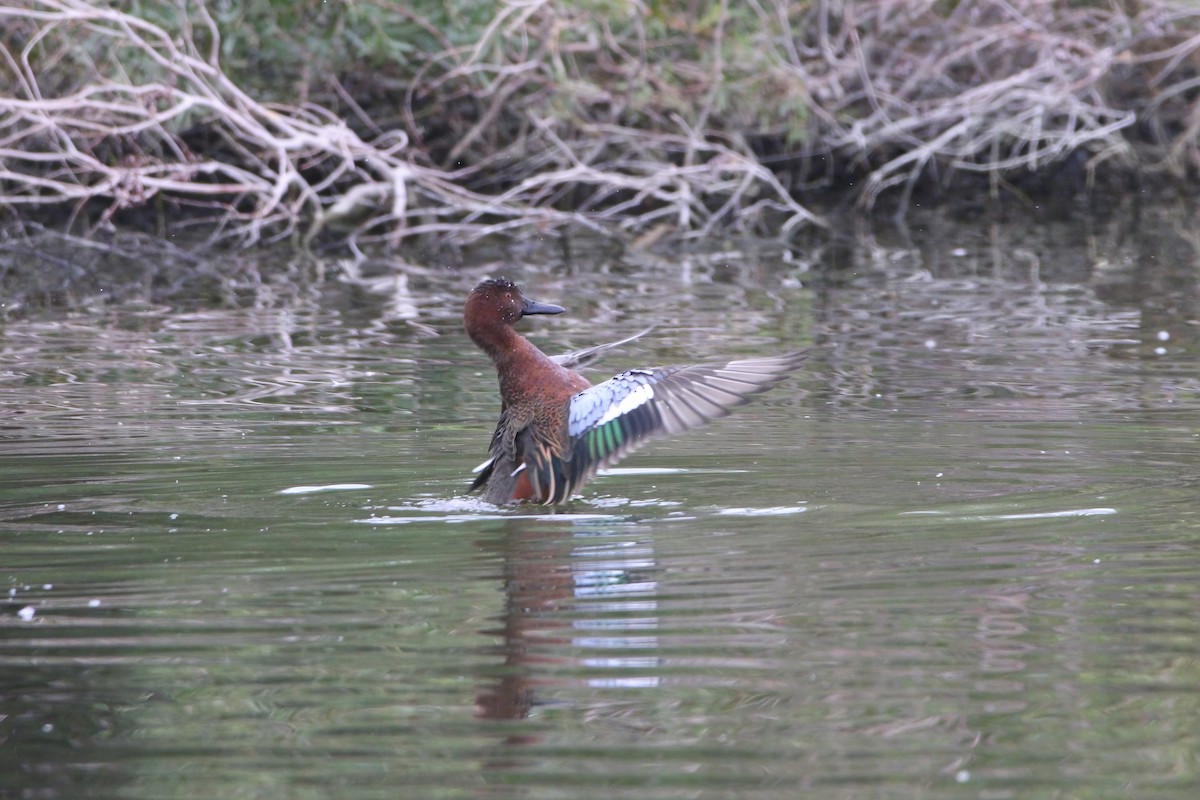 Cinnamon Teal - ML645813555