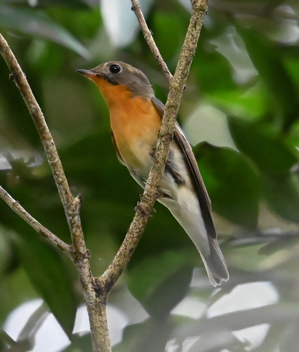 Mugimaki Flycatcher - ML645813556
