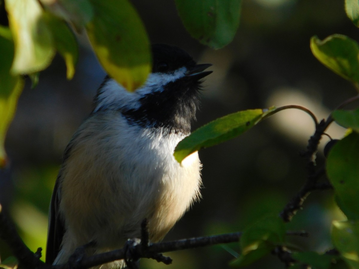Black-capped Chickadee - ML645813557
