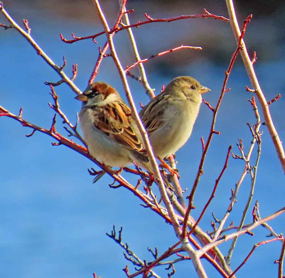 House Sparrow - ML645813558