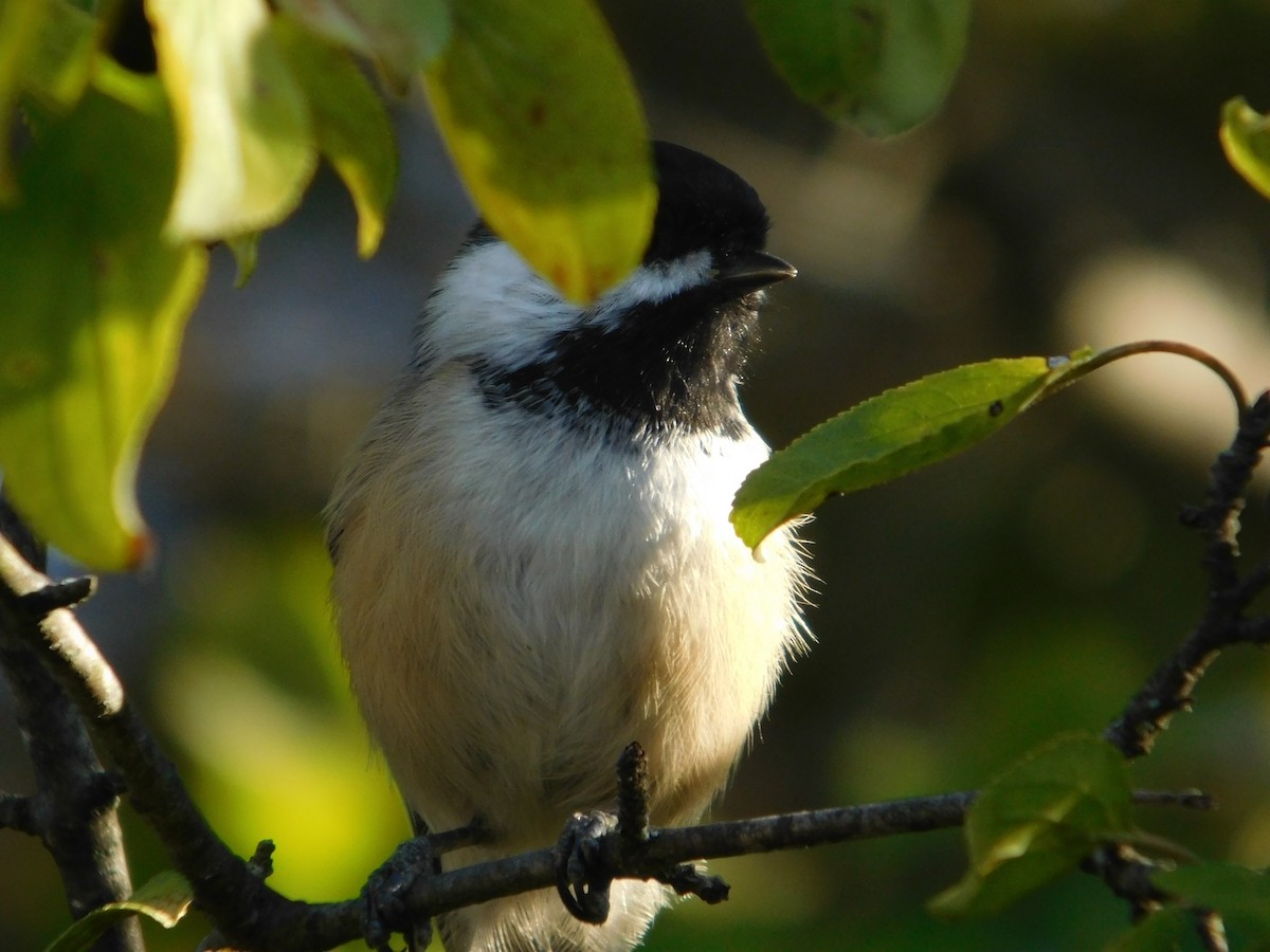 Black-capped Chickadee - ML645813559