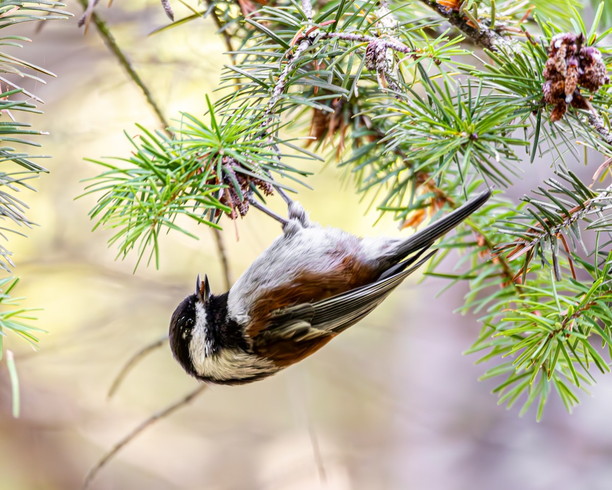Chestnut-backed Chickadee - ML645813563