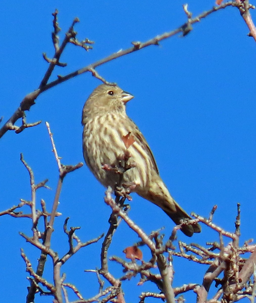 House Finch - ML645813564