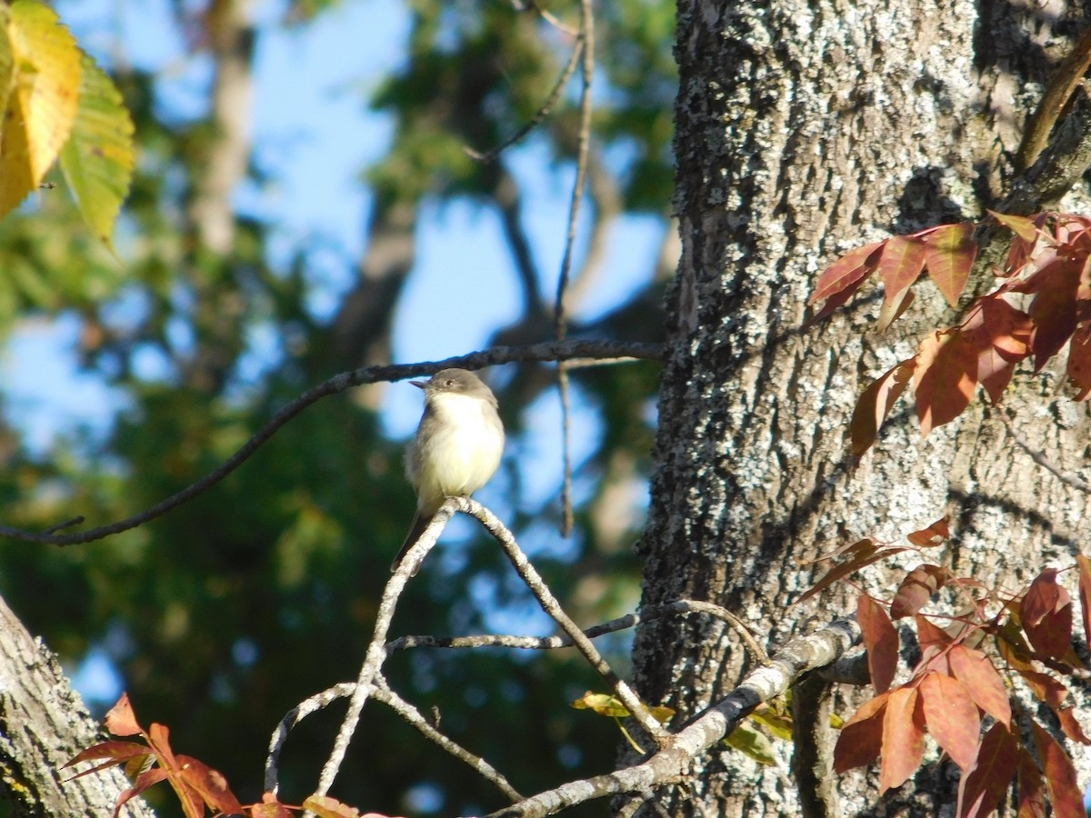 Eastern Phoebe - ML645813565