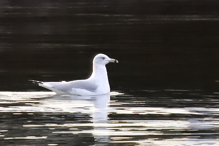 Ring-billed Gull - ML645813566