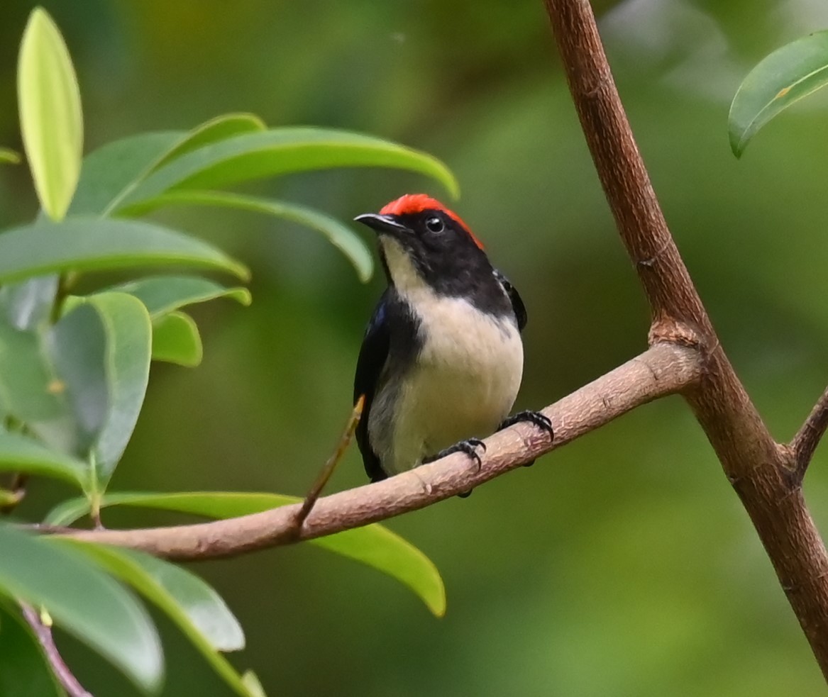Scarlet-backed Flowerpecker - ML645813567