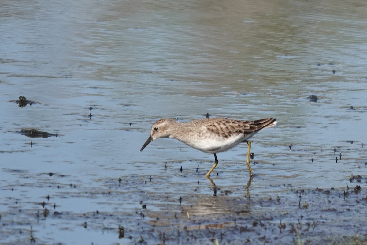 Least Sandpiper - ML645813568