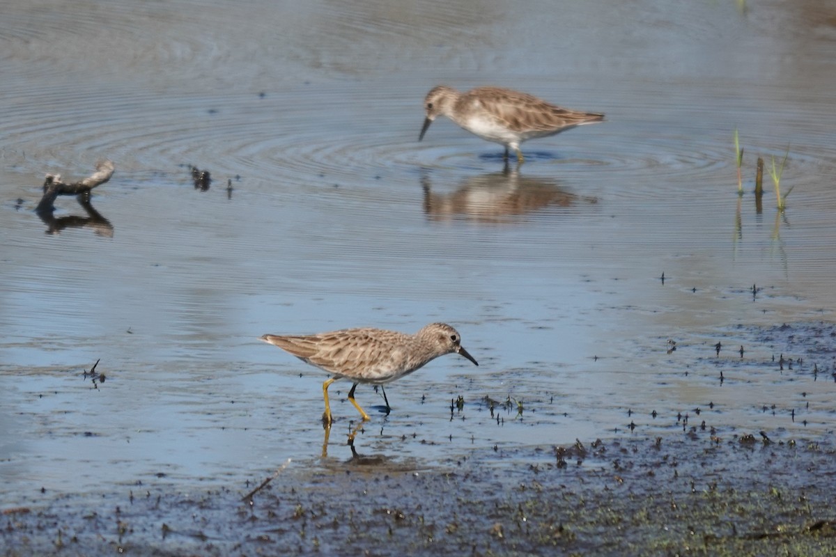 Least Sandpiper - ML645813569