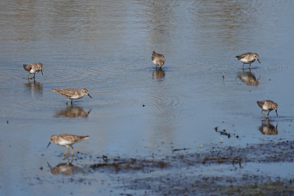 Least Sandpiper - ML645813570