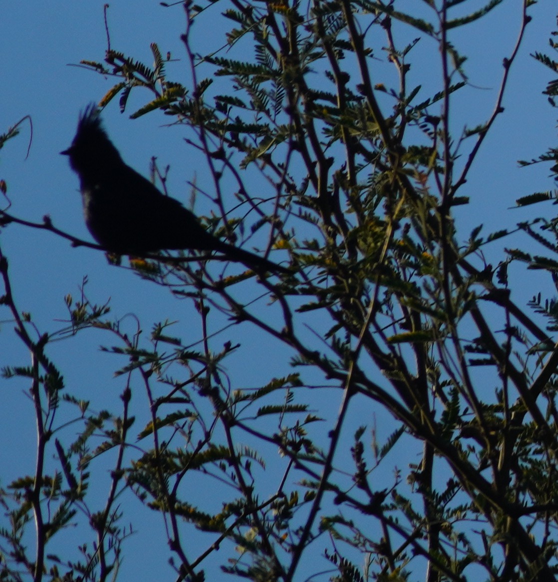 Steller's Jay - ML645813571