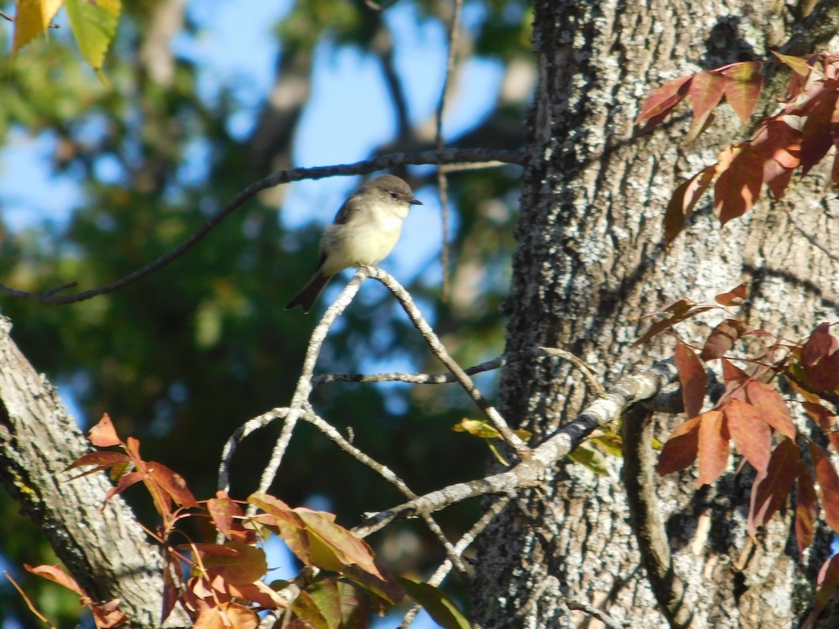 Eastern Phoebe - ML645813572