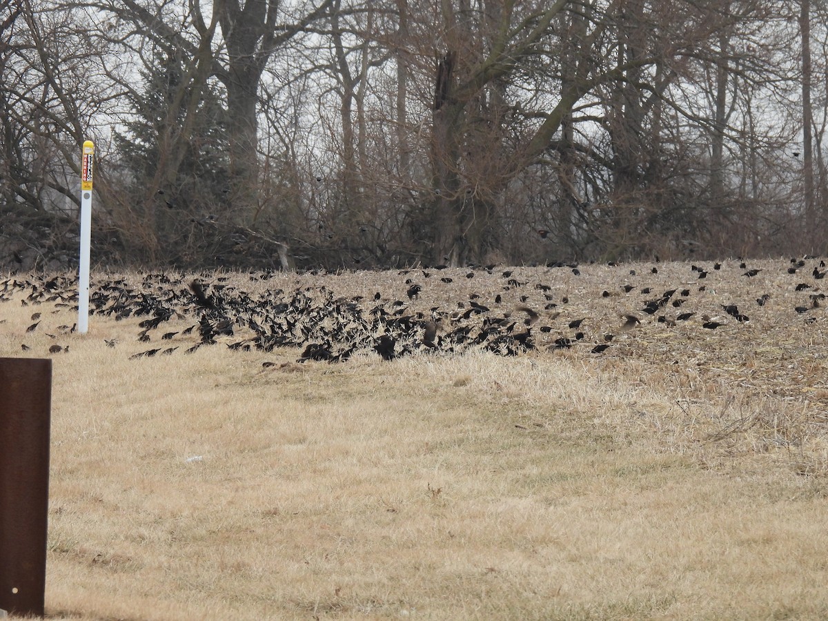 Brown-headed Cowbird - ML645813573