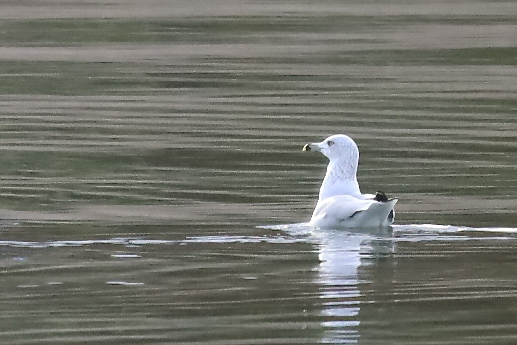 Ring-billed Gull - ML645813574