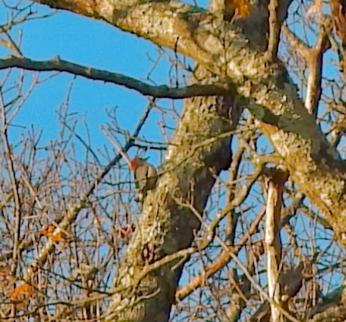 Red-bellied Woodpecker - ML645813575