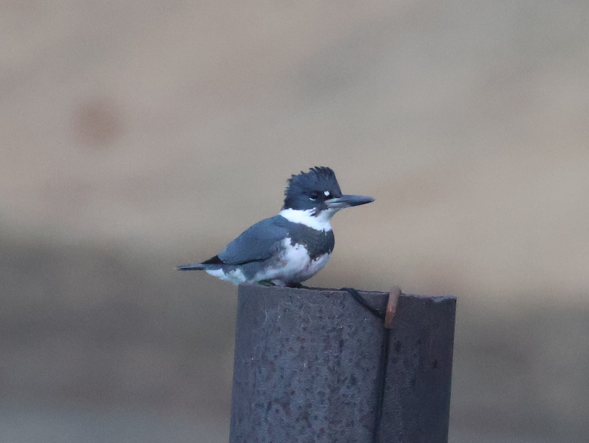 Belted Kingfisher - ML645813576