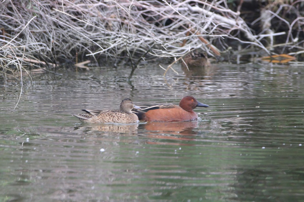Cinnamon Teal - ML645813578