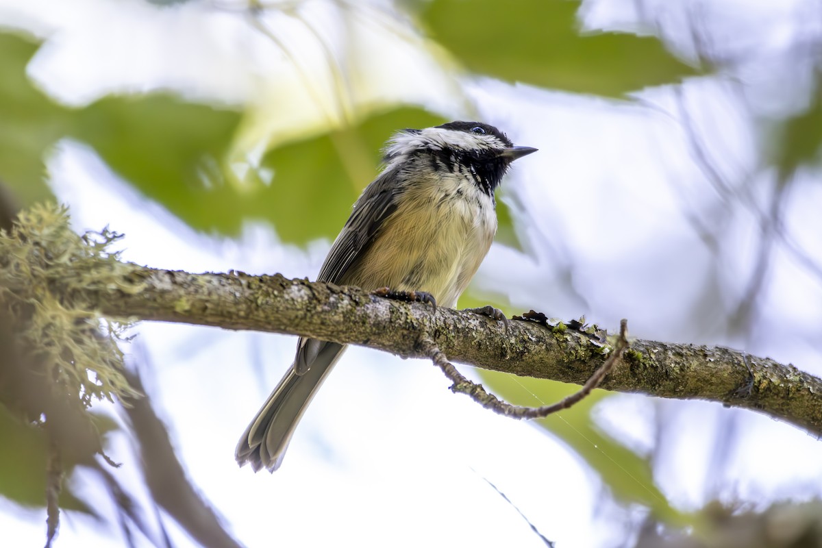 Black-capped Chickadee - ML645813579