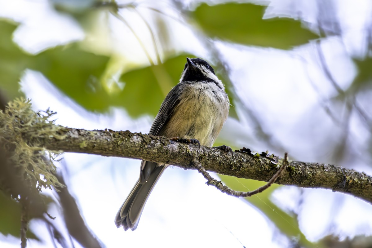 Black-capped Chickadee - ML645813580