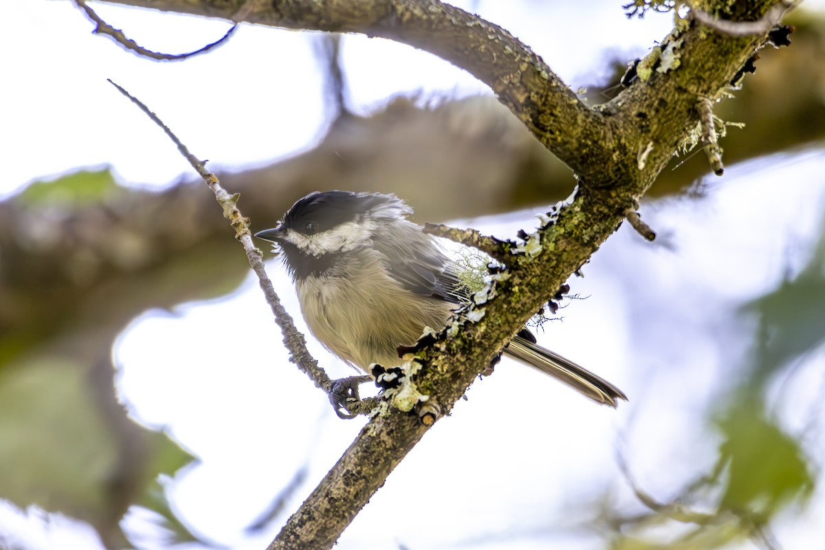Black-capped Chickadee - ML645813581