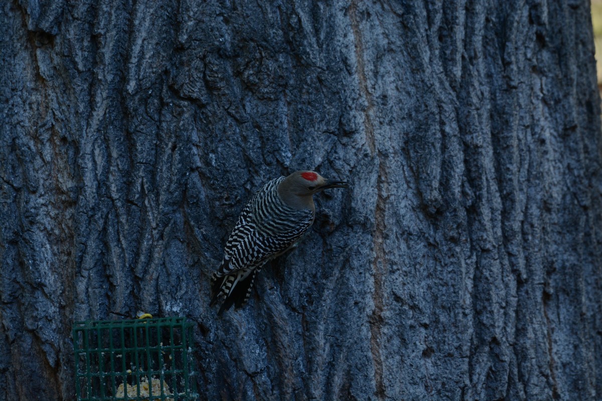 Gila Woodpecker - ML645813582
