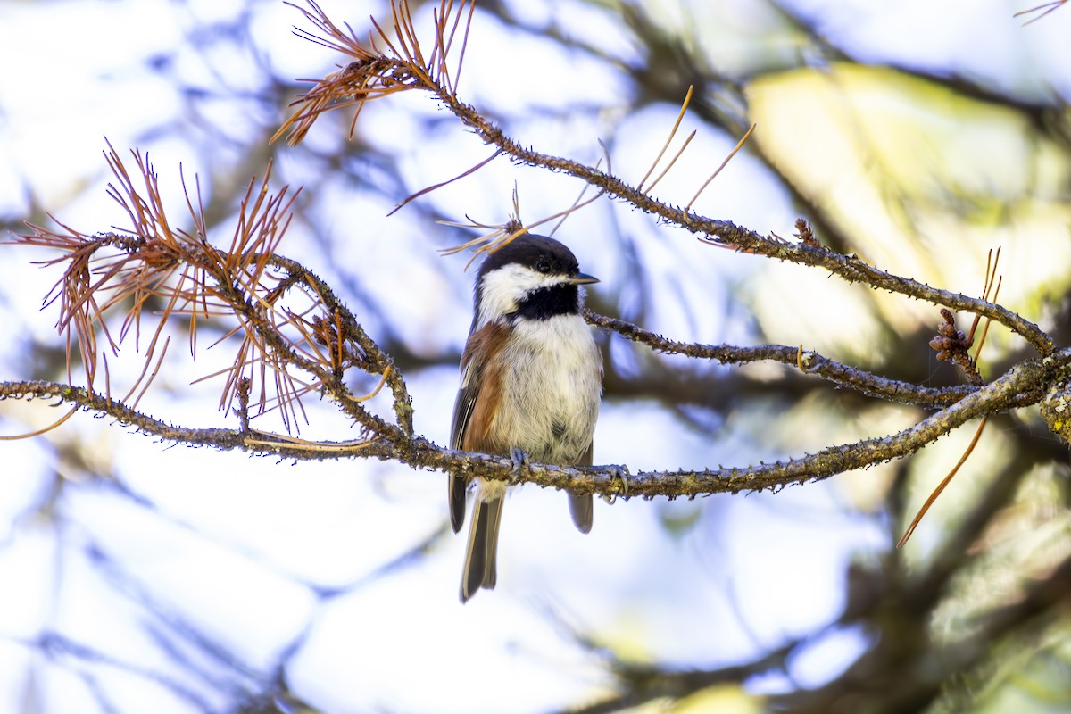 Chestnut-backed Chickadee - ML645813585