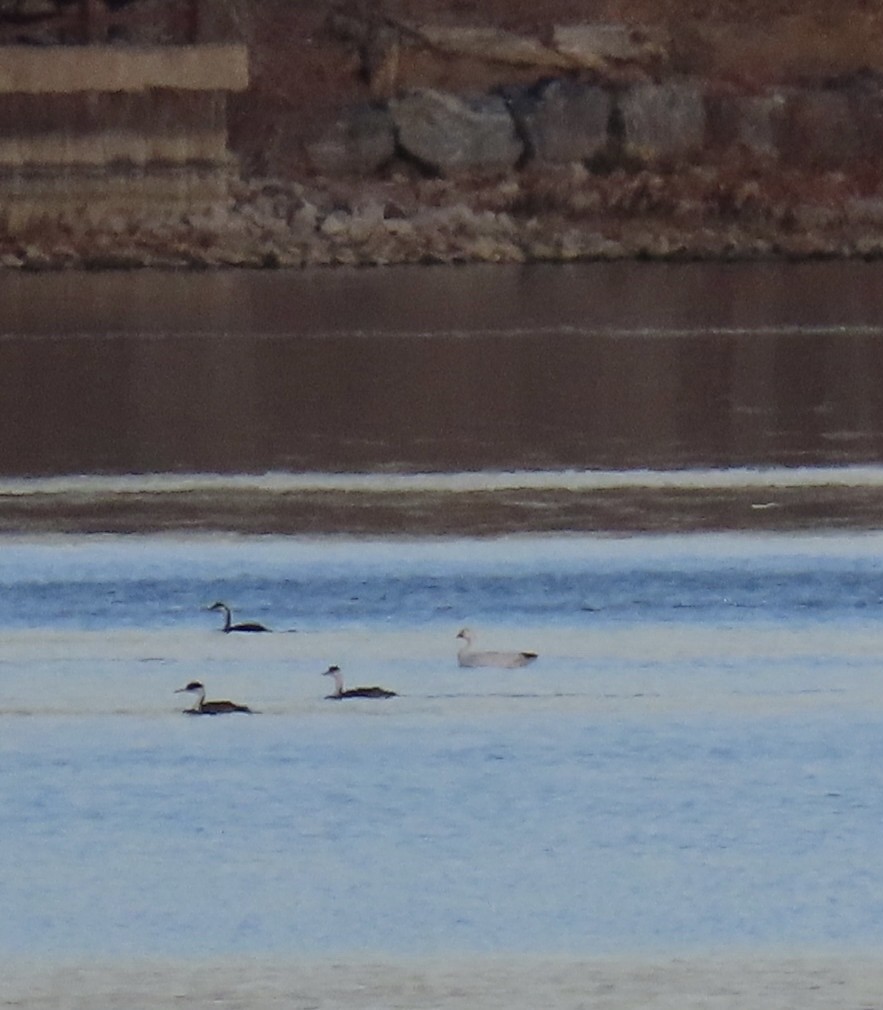 Snow Goose - ML645813586