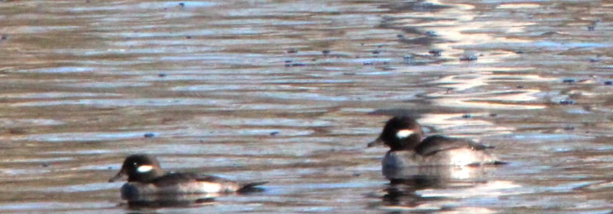 Common Goldeneye - ML645813588